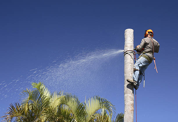 Best Residential Tree Removal  in Mulberry, IN