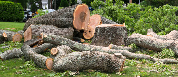 Best Arborist Consultation Services  in Mulberry, IN